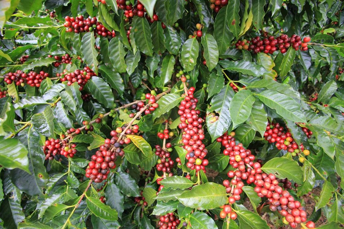 Producing Jamaican Coffee Experience Jamaique